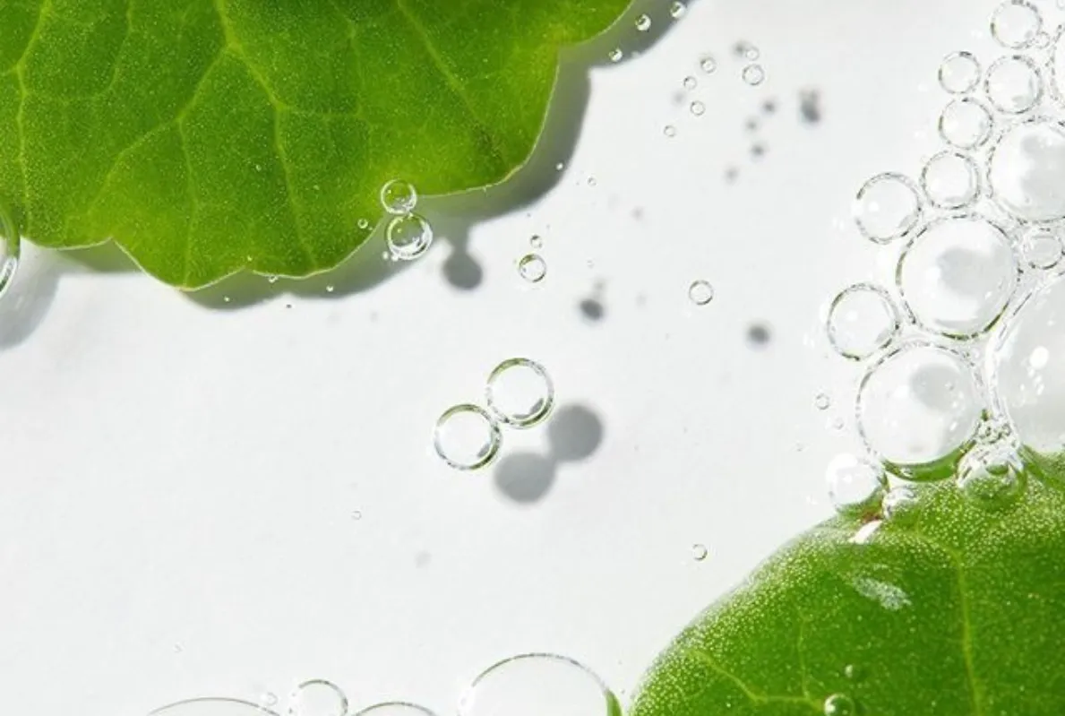 Chiết xuất rau má